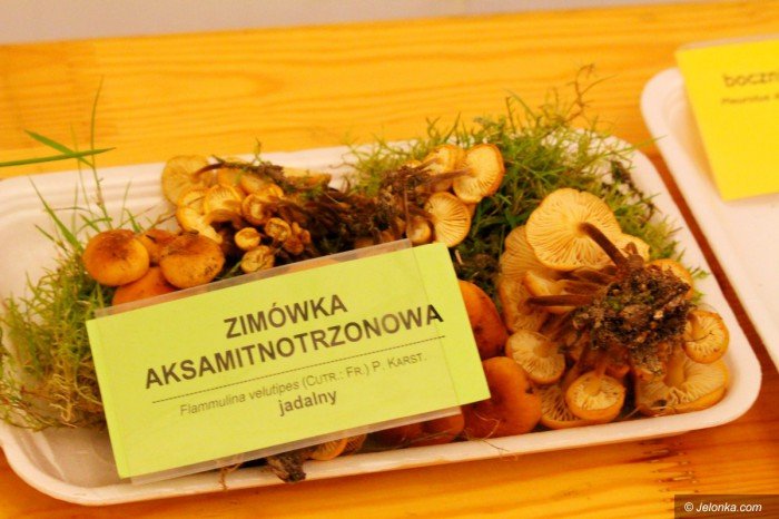 rekordowa-liczba-grzybow-na-wystawie-foto-71021