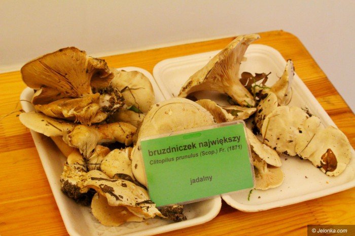 rekordowa-liczba-grzybow-na-wystawie-foto-71021