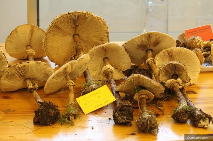 rekordowa-liczba-grzybow-na-wystawie-foto-71021