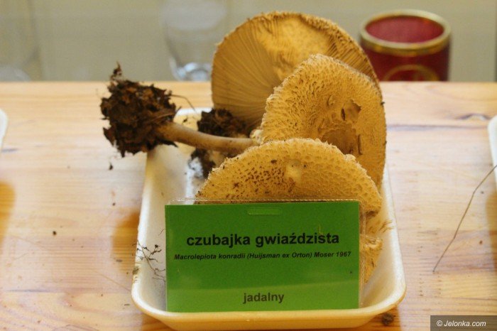 rekordowa-liczba-grzybow-na-wystawie-foto-71021
