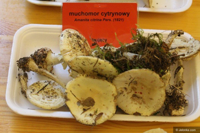 rekordowa-liczba-grzybow-na-wystawie-foto-71021