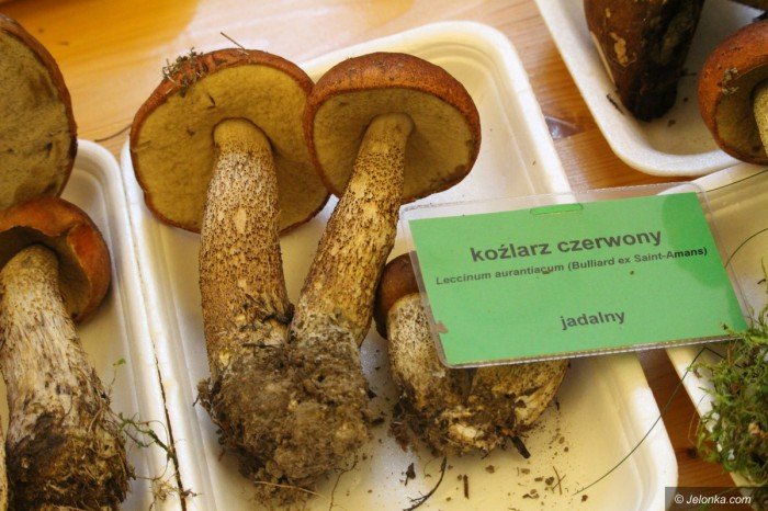 rekordowa-liczba-grzybow-na-wystawie-foto-71021