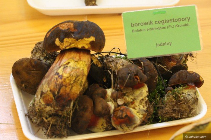 rekordowa-liczba-grzybow-na-wystawie-foto-71021