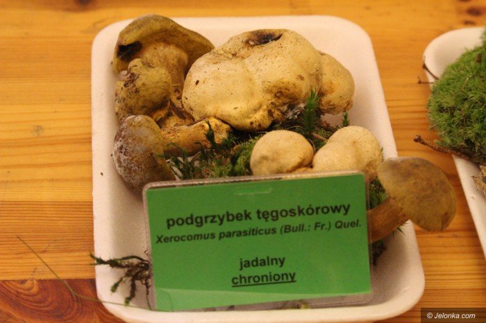 rekordowa-liczba-grzybow-na-wystawie-foto-71021