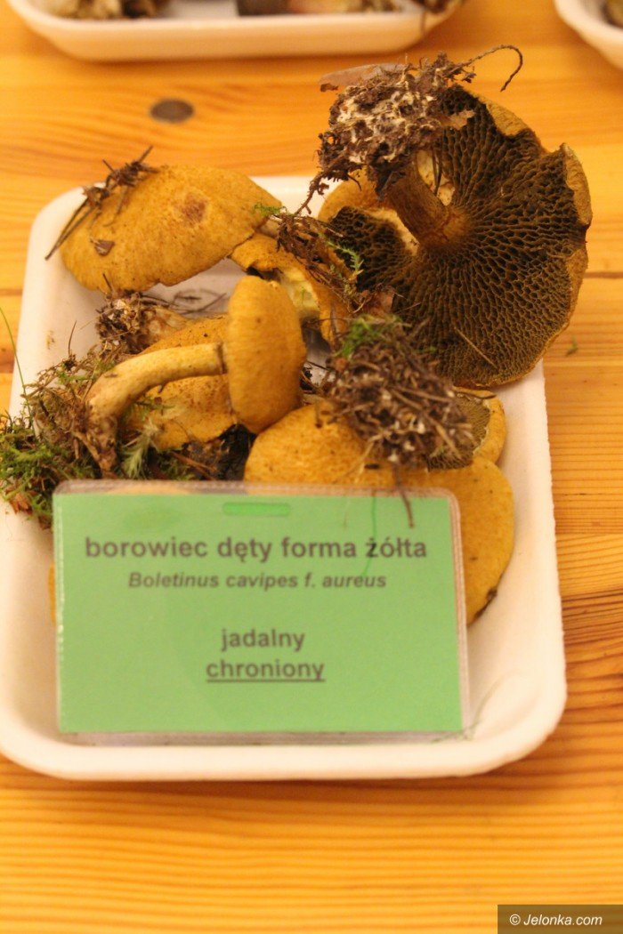 rekordowa-liczba-grzybow-na-wystawie-foto-71021