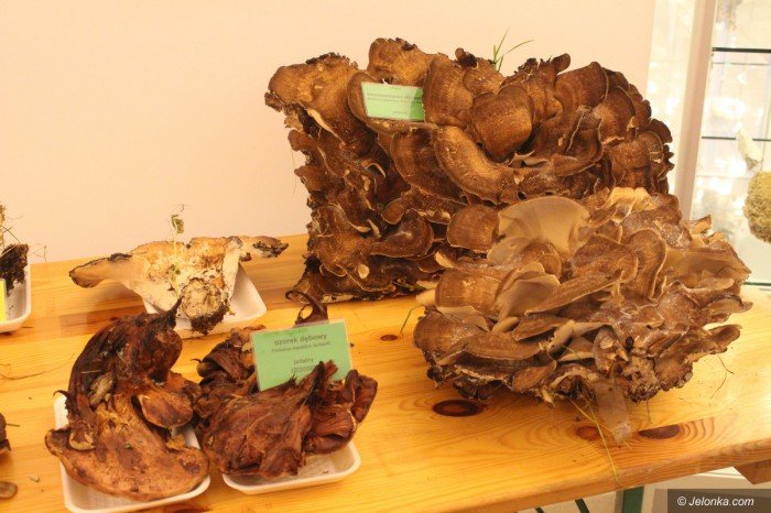 rekordowa-liczba-grzybow-na-wystawie-foto-71021