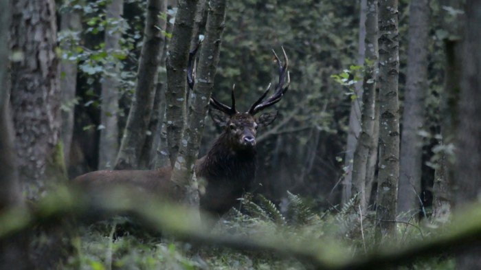 w-karkonoszach-trwa-rykowisko-nalezy-uwazac-foto-video-71099