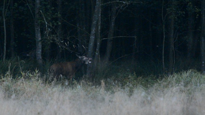 w-karkonoszach-trwa-rykowisko-nalezy-uwazac-foto-video-71099