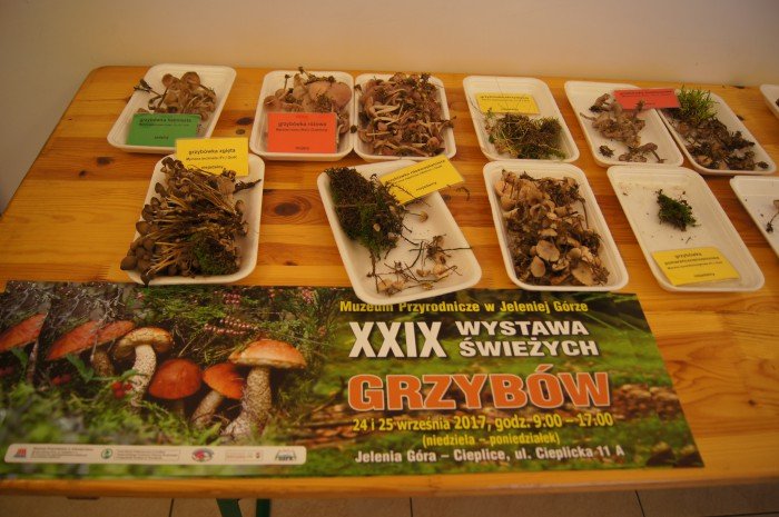 Wystawa świeżych grzybów 2017