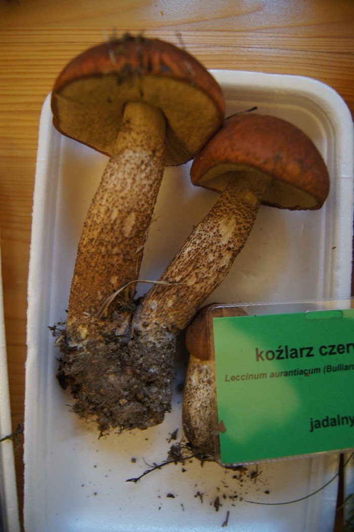 Koźlarz czerwony ze zbioru 2017 r.