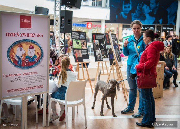 swieto-naszych-pupili-w-galerii-sudeckiej-foto-71285