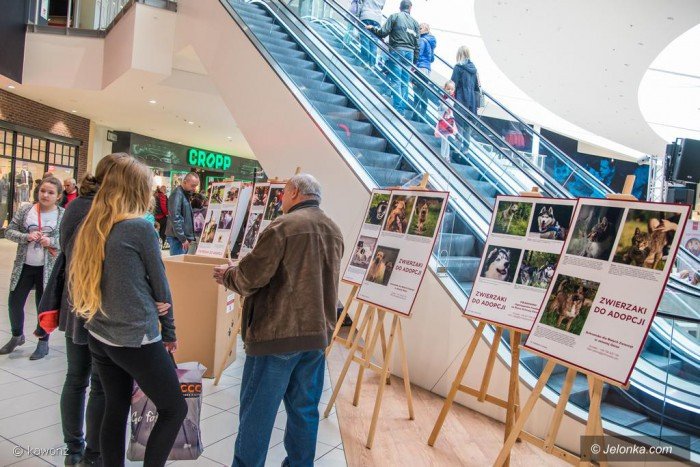 swieto-naszych-pupili-w-galerii-sudeckiej-foto-71285