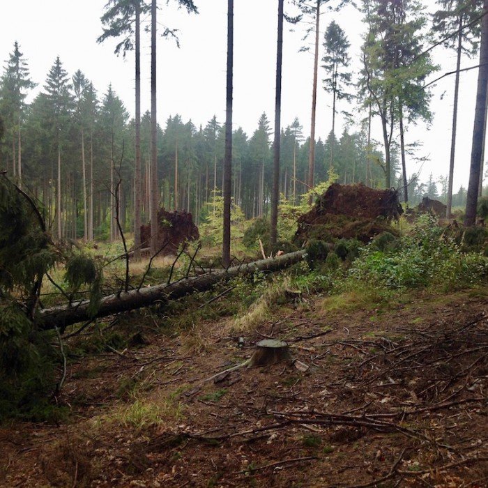 wichura-uszkodzia-ponad-300-drzew-foto-71328