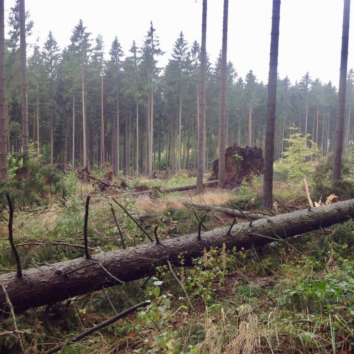 wichura-uszkodzia-ponad-300-drzew-foto-71328