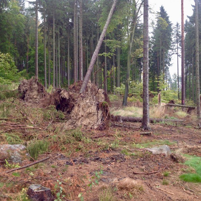 wichura-uszkodzia-ponad-300-drzew-foto-71328