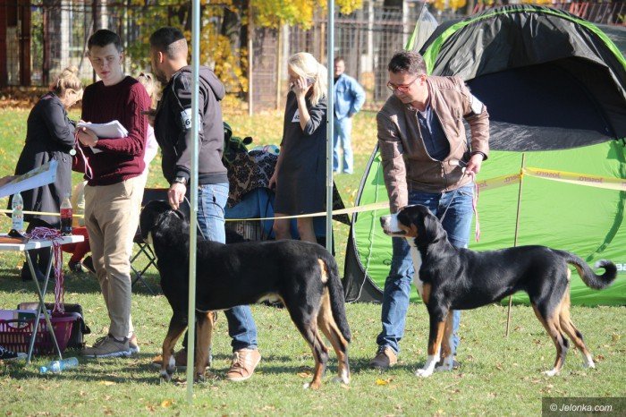 psie-pieknosci-jesienia-jeszcze-dzisiaj-foto-71418