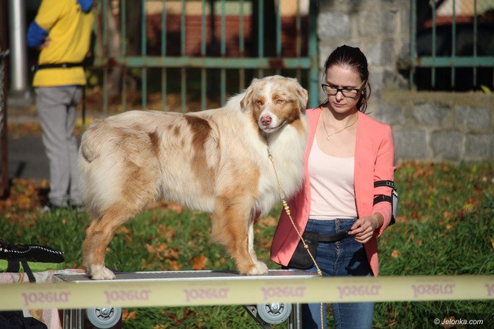 polski-spaniel-i-wiele-innych-rasowych-psow-na-wystawie-foto-71440