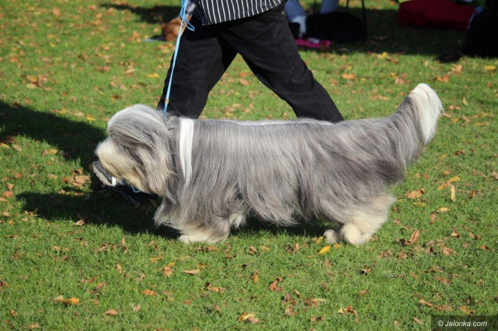 polski-spaniel-i-wiele-innych-rasowych-psow-na-wystawie-foto-71440