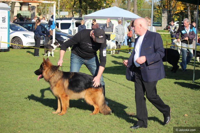 polski-spaniel-i-wiele-innych-rasowych-psow-na-wystawie-foto-71440