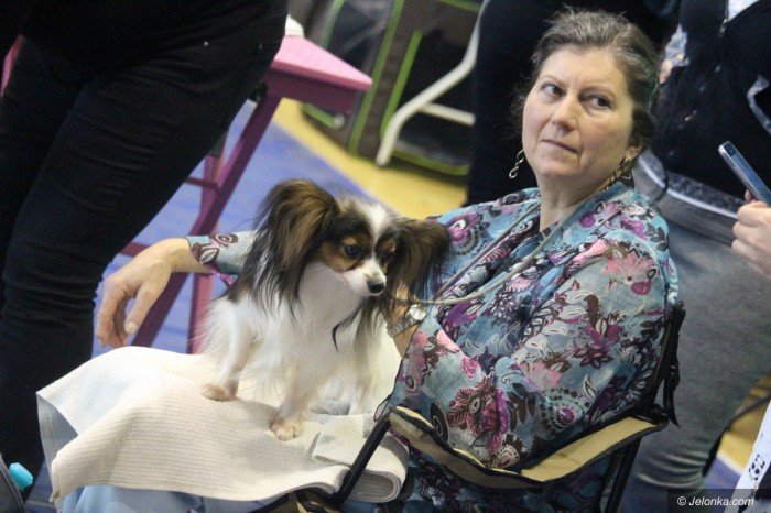 polski-spaniel-i-wiele-innych-rasowych-psow-na-wystawie-foto-71440