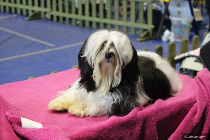 polski-spaniel-i-wiele-innych-rasowych-psow-na-wystawie-foto-71440