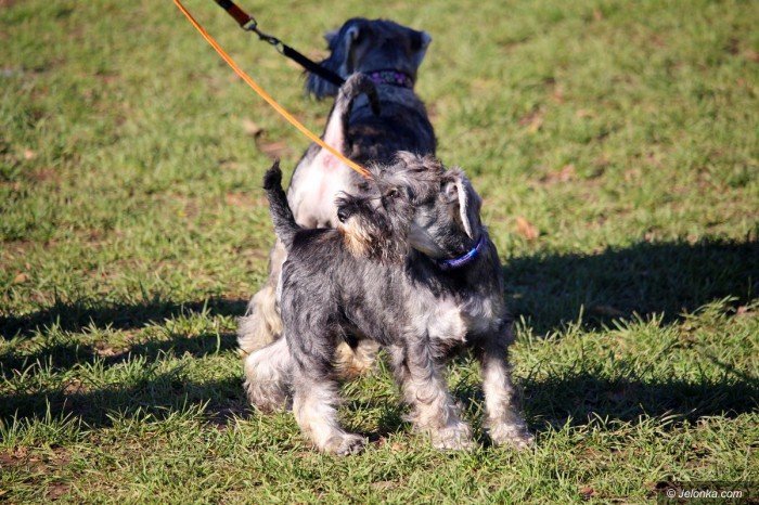 polski-spaniel-i-wiele-innych-rasowych-psow-na-wystawie-foto-71440