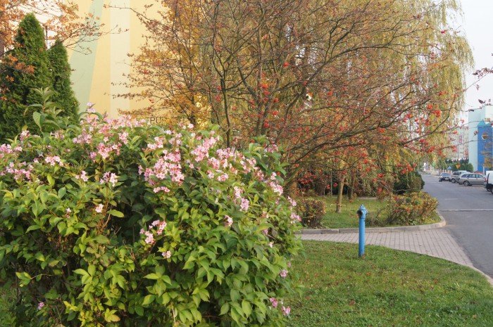 rocznica-patrona-jednej-z-ulic-na-zabobrzu-foto-71552