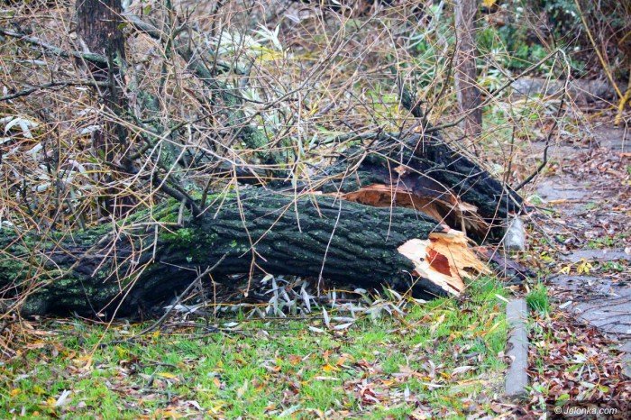 orkan-zbiera-zniwo-aktualizacja-foto-71687