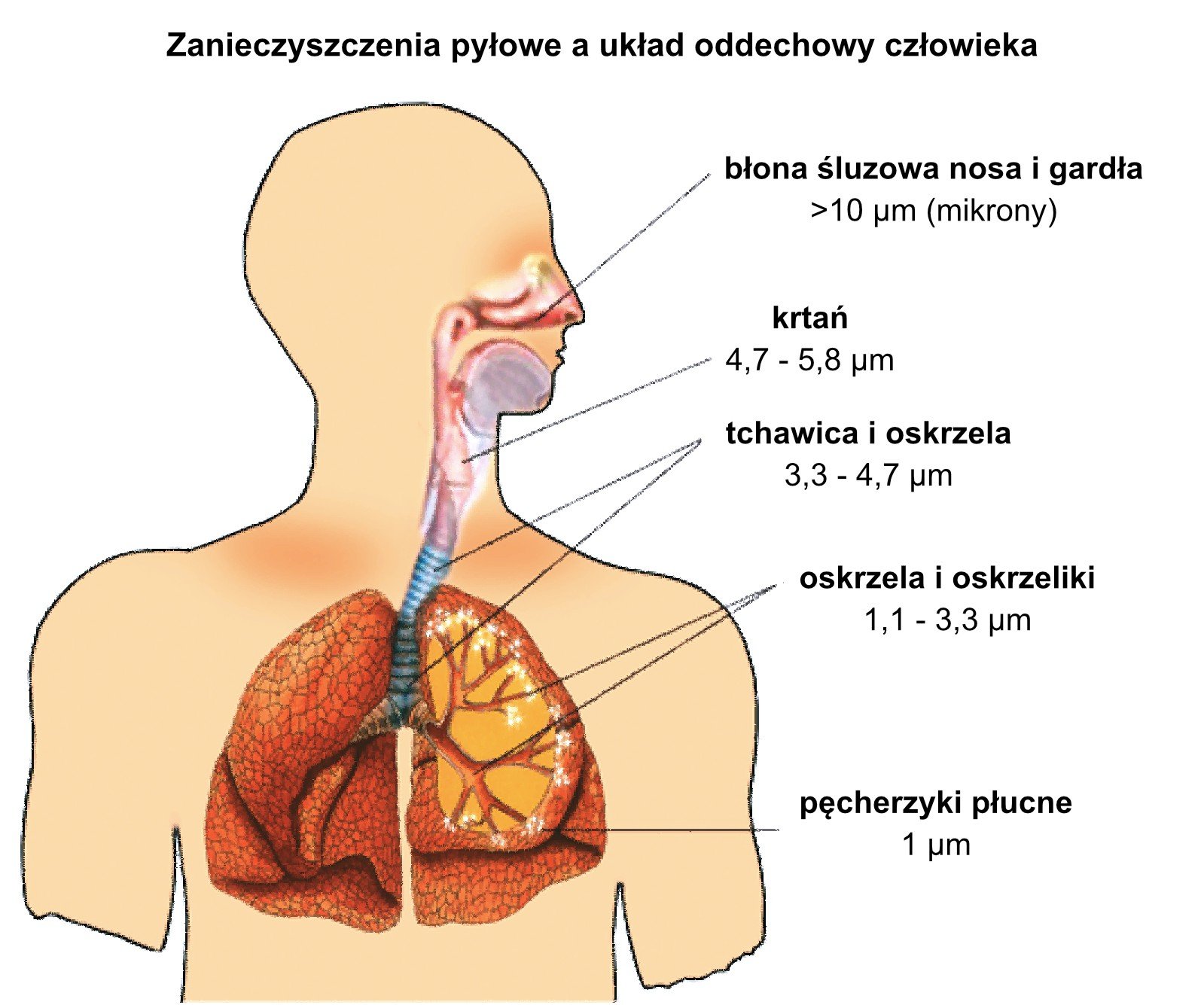 co-wdychamy-foto-72268