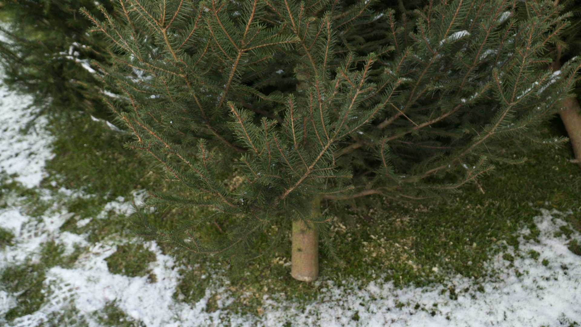 swieza-choinka-poszukiwana-foto-72529