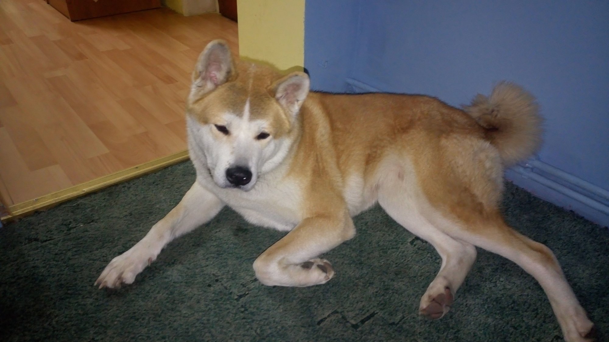 czy-ktos-widzia-tego-pieska-foto-72797
