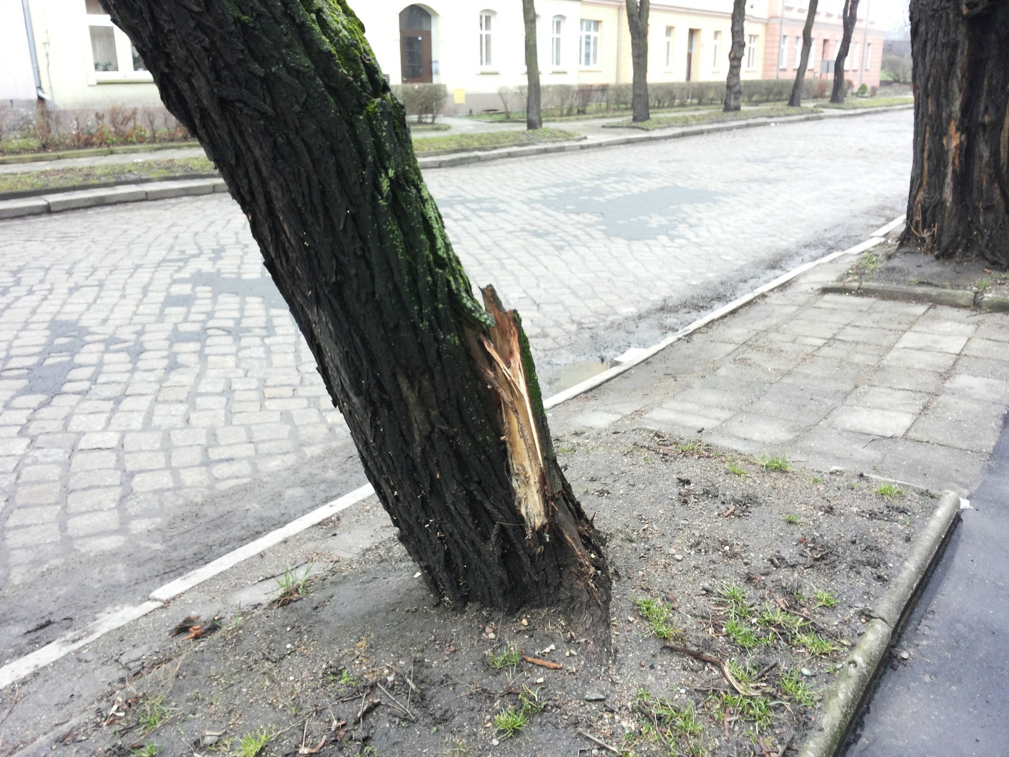 robinie-akacjowe-przy-drzymay-trzeba-wyciac-foto-73060
