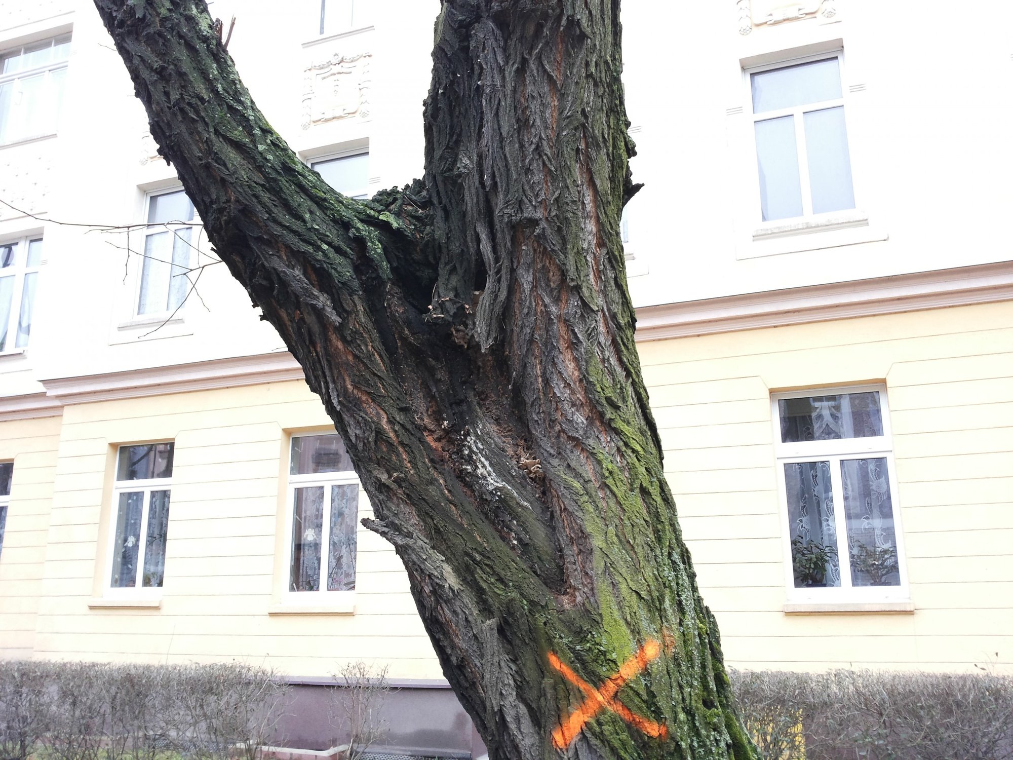 robinie-akacjowe-przy-drzymay-trzeba-wyciac-foto-73060