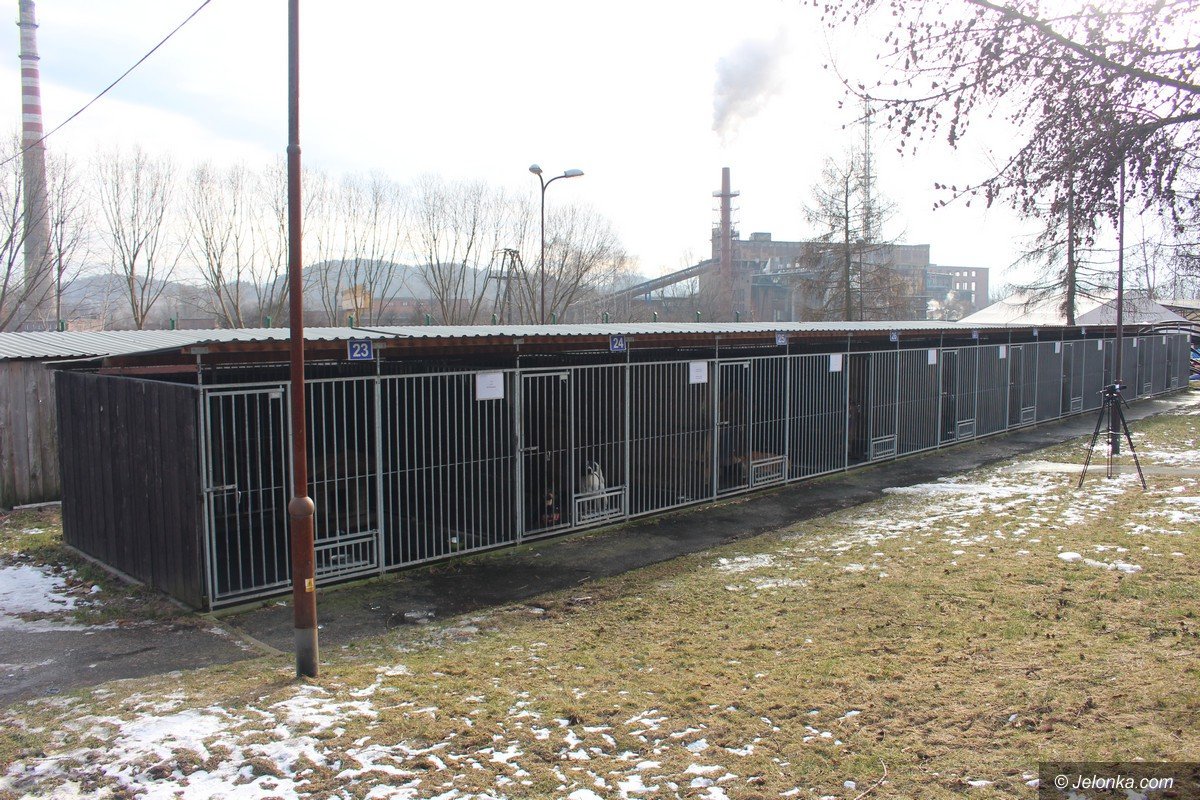 zmiany-w-jeleniogorskim-schronisku-foto-73127