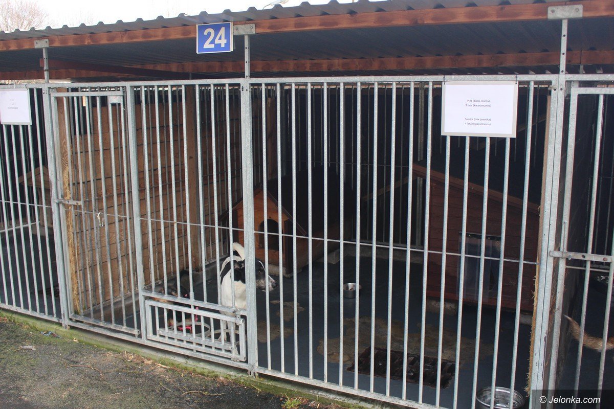 zmiany-w-jeleniogorskim-schronisku-foto-73127