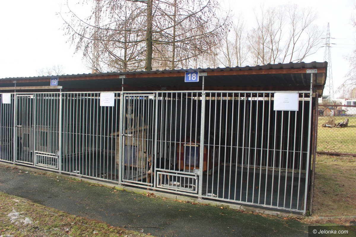 zmiany-w-jeleniogorskim-schronisku-foto-73127
