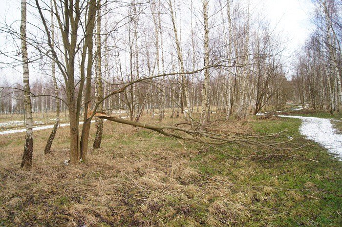nie-wszystkie-drzewa-umieraja-stojac-foto-73223