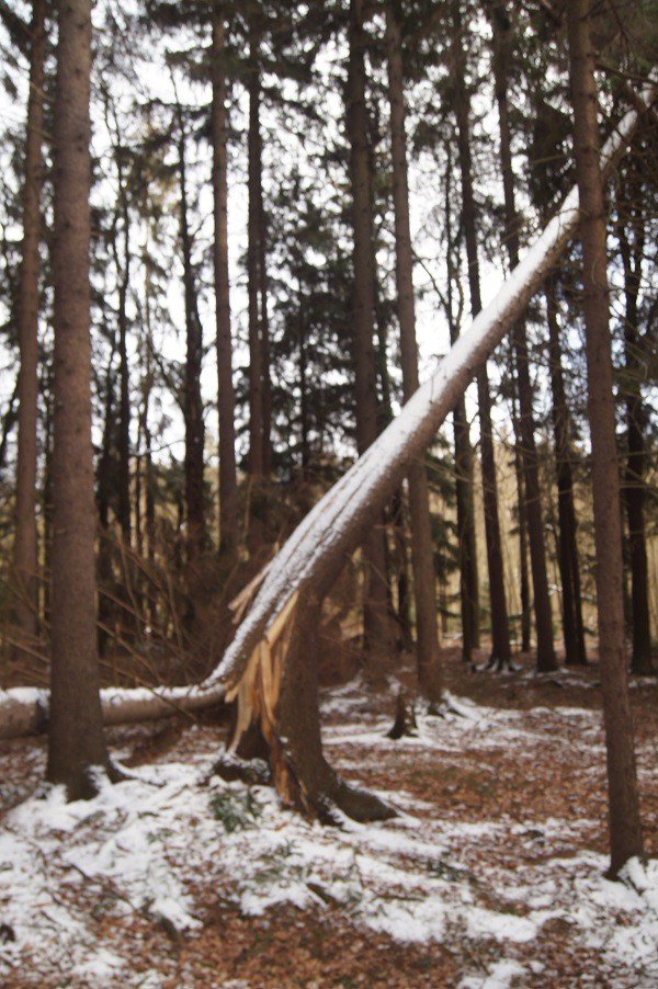 nie-wszystkie-drzewa-umieraja-stojac-foto-73223
