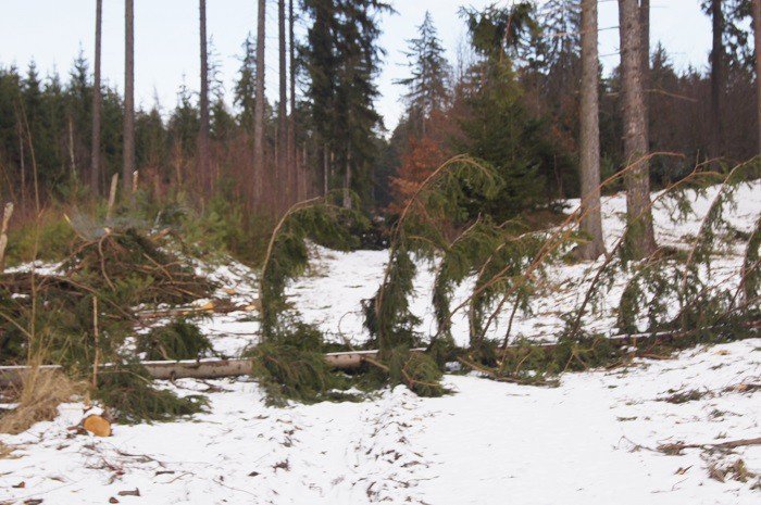 nie-wszystkie-drzewa-umieraja-stojac-foto-73223