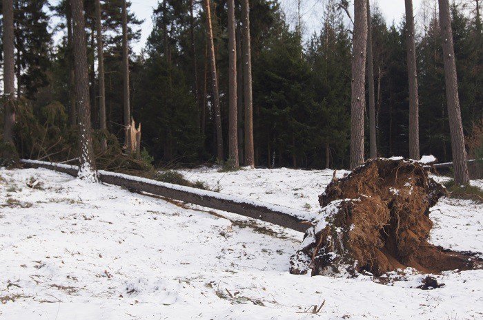 nie-wszystkie-drzewa-umieraja-stojac-foto-73223