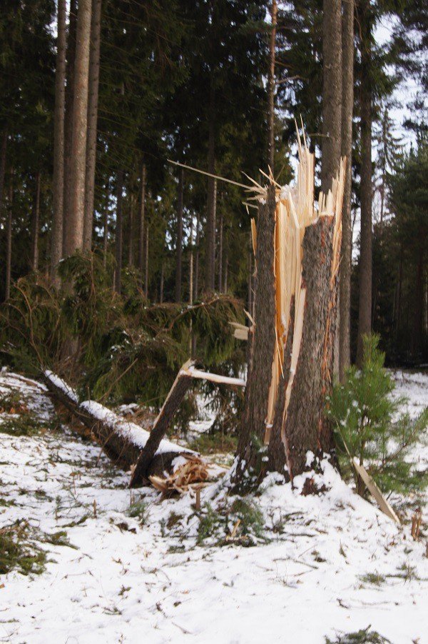 nie-wszystkie-drzewa-umieraja-stojac-foto-73223