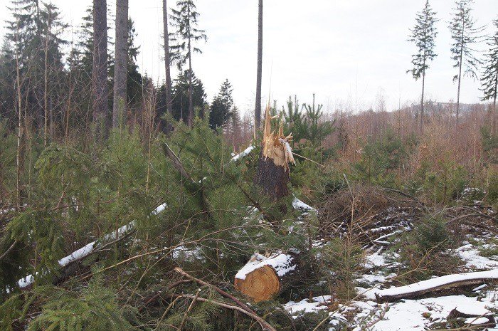 nie-wszystkie-drzewa-umieraja-stojac-foto-73223
