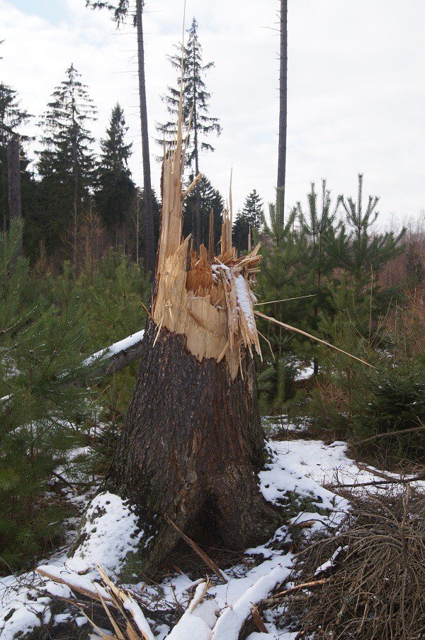 nie-wszystkie-drzewa-umieraja-stojac-foto-73223
