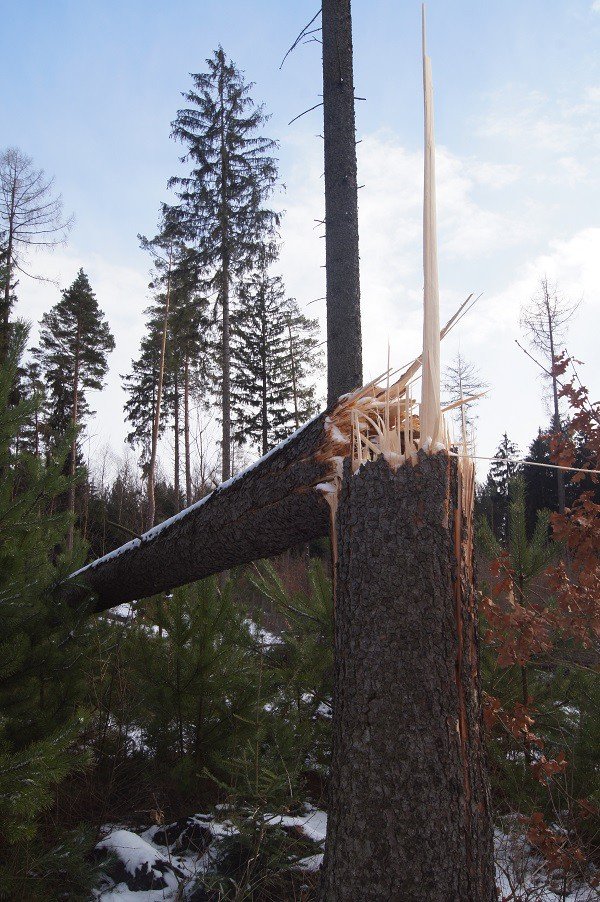 nie-wszystkie-drzewa-umieraja-stojac-foto-73223