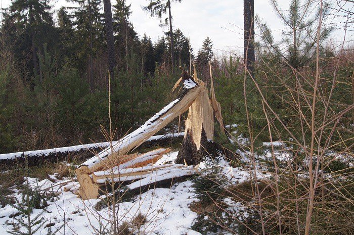 nie-wszystkie-drzewa-umieraja-stojac-foto-73223
