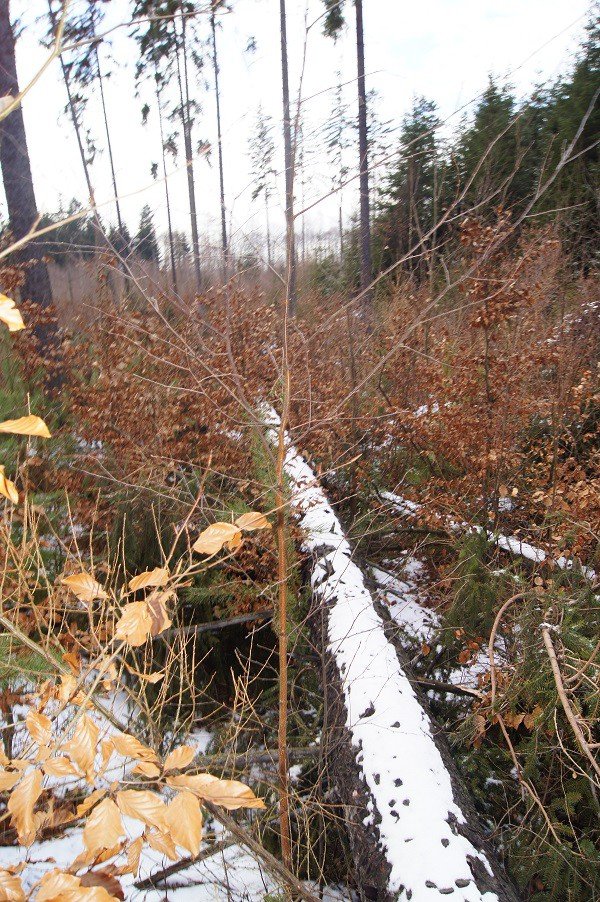 nie-wszystkie-drzewa-umieraja-stojac-foto-73223