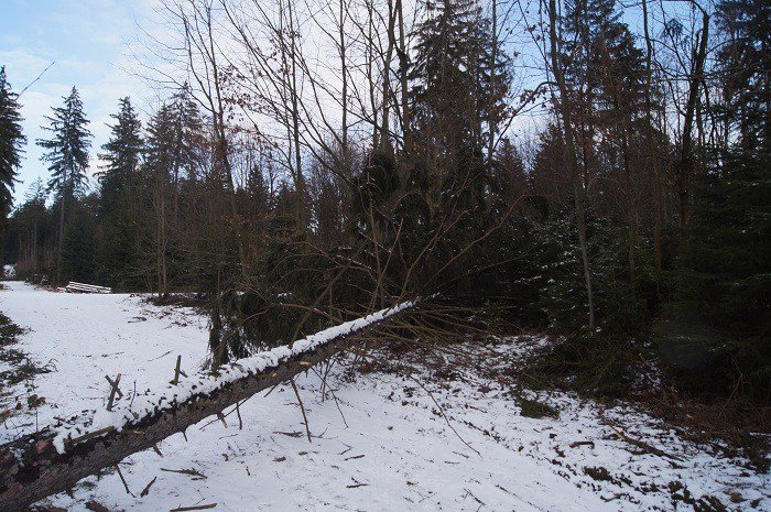 nie-wszystkie-drzewa-umieraja-stojac-foto-73223