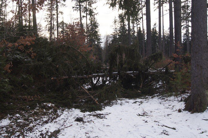 nie-wszystkie-drzewa-umieraja-stojac-foto-73223