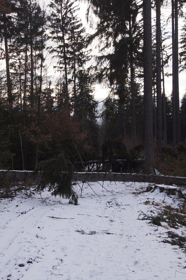 nie-wszystkie-drzewa-umieraja-stojac-foto-73223