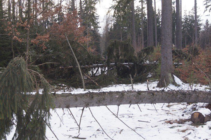 nie-wszystkie-drzewa-umieraja-stojac-foto-73223